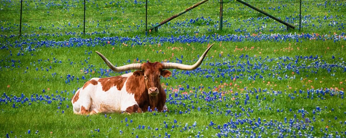 How To Become An Insurance Agent In Texas All Lines Training 