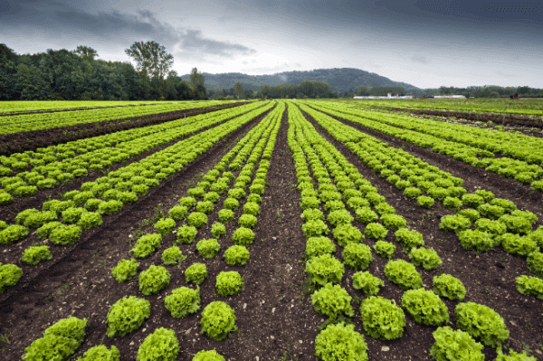 farm and crop
